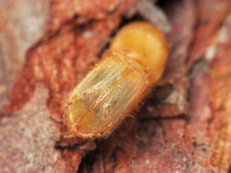 Ips sexdentatus (Borner, 1776)